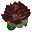 Black Rose