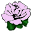 Pink Rose
