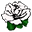 White Rose